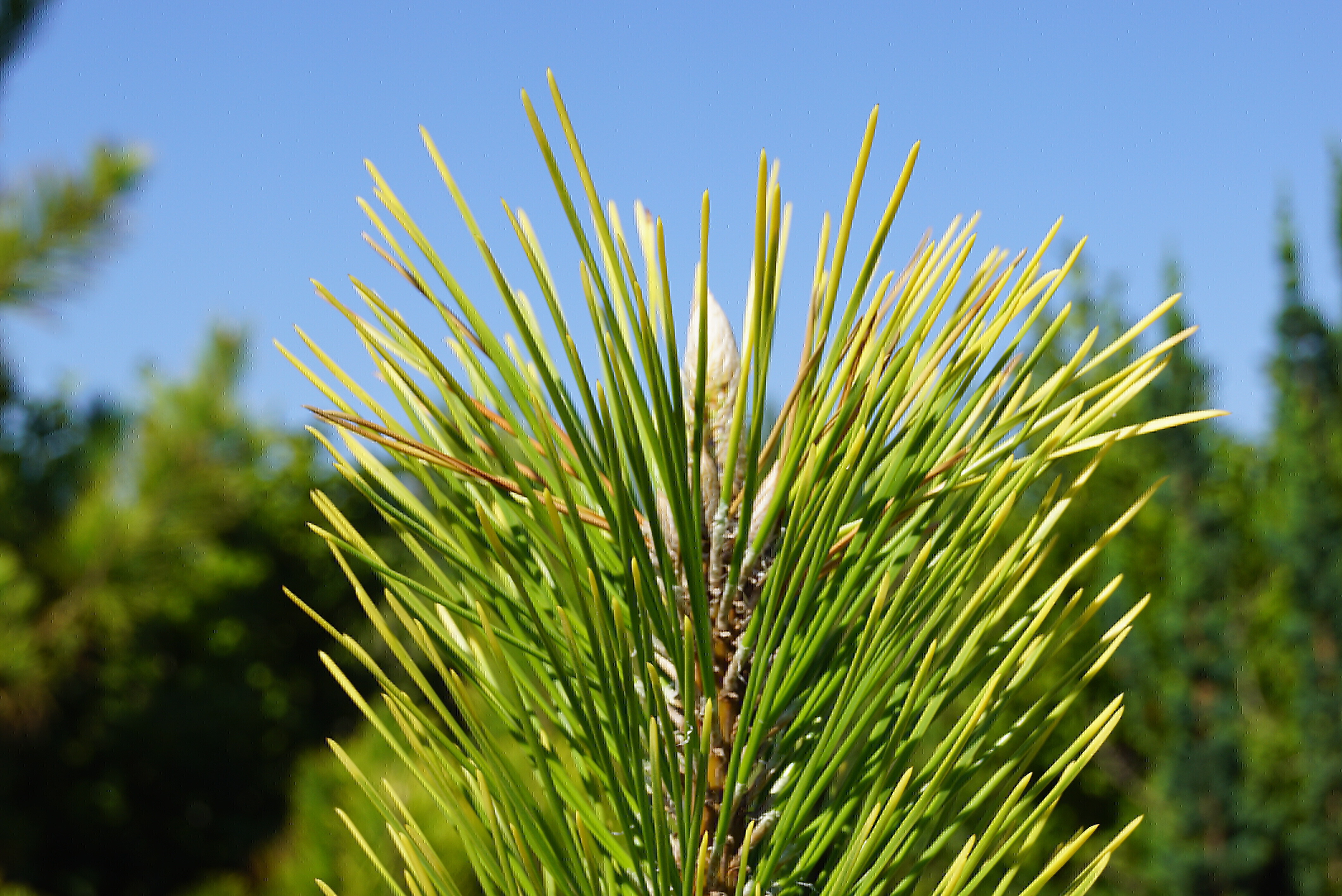 Pinus thunbergii 'Ogon' (1)